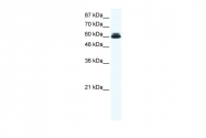 ARP36447_T100 - DDX27