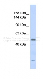 ARP36549_P050 - DNA2