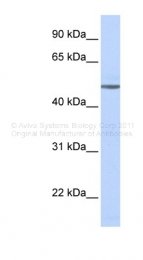 ARP36551_P050 - Beta-1 adrenergic receptor