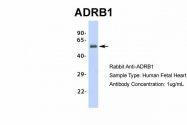ARP36551_P050 - Beta-1 adrenergic receptor