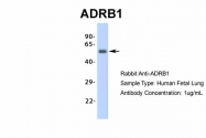 ARP36551_P050 - Beta-1 adrenergic receptor