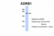 ARP36551_P050 - Beta-1 adrenergic receptor