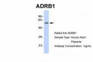 ARP36551_P050 - Beta-1 adrenergic receptor