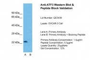 ARP36556_P050 - ATF3