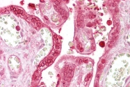 ARP36569_P050 - Annexin A1 / ANXA1