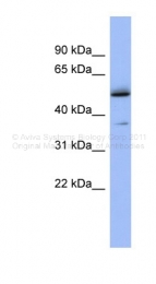 ARP36691_P050 - AKAP7 gamma