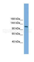 ARP36932_P050 - Myelin transcription factor