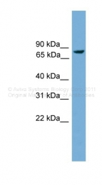 ARP37012_P050 - Ah receptor repressor / AhRR