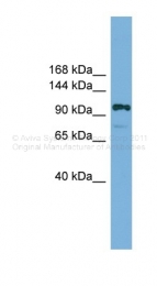 ARP37054_P050 - HIRA / TUPLE1