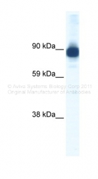 ARP37422_T100 - Alpha-actinin-2 / ACTN2