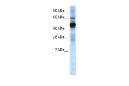 ARP37464_P050 - CREB1