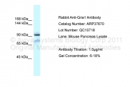 ARP37670_P050 - Glutamate receptor 1 / GLUR1