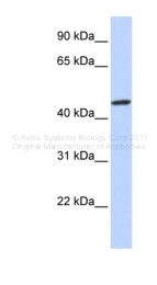 ARP37749_P050 - ZNF239