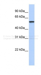 ARP37834_P050 - TRIM4 / RNF87