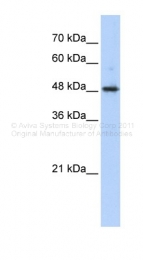 ARP37839_P050 - ABHD2 / LABH2