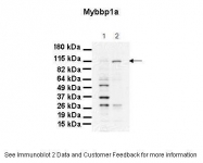 ARP37905_P050 - MYBBP1A
