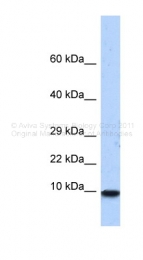 ARP37979_P050 - PCBD1