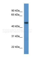 ARP38030_P050 - Alpha-enolase / ENO1