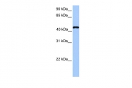 ARP38277_P050 - TEAD3 / TEF5