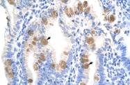 ARP38278_P050 - TEAD3 / TEF5