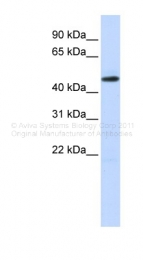 ARP38366_P050 - TEAD2 / TEF4