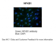 ARP38413_P050 - NF-kB p105 / p50