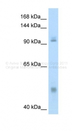 ARP38413_P050 - NF-kB p105 / p50