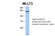 ARP38489_P050 - MLLT3 / AF9