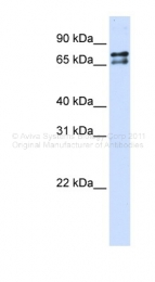 ARP38504_P050 - Splicing factor 1 (SF1)