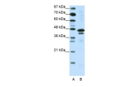 ARP38517_P050 - WDR39 / CIAO1