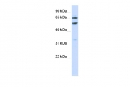 ARP38518_P050 - MED26