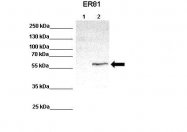 ARP38528_P050 - ETV1 / ER81