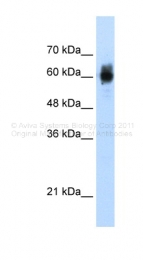 ARP38543_T100 - NRF1