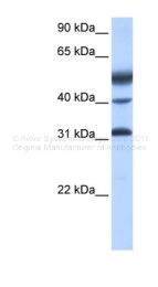 ARP38574_P050 - ATF1