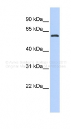 ARP38587_P050 - ARID3A