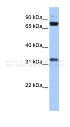 ARP38653_P050 - TAF6