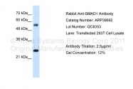 ARP38692_T100 - SMAD1