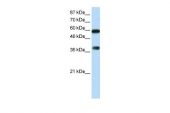 ARP38798_P050 - ARID3B