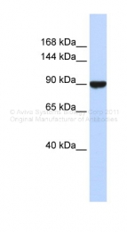 ARP38822_P050 - Advillin