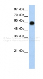 ARP38981_P050 - KEAP1