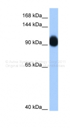 ARP39149_P050 - RNF10
