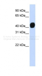 ARP39219_P050 - TGFB1I1