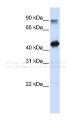 ARP39339_P050 - HMG20A