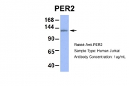 ARP39565_P050 - PER2