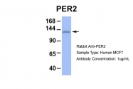 ARP39565_P050 - PER2