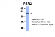 ARP39565_P050 - PER2