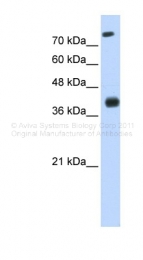 ARP39866_P050 - Islet-2 / ISL2