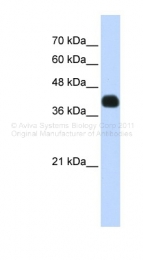ARP39867_P050 - Islet-2 / ISL2