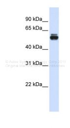 ARP39970_P050 - TRIM35