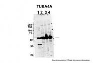 ARP40179_P050 - alpha Tubulin / TUBA4A / TUBA1